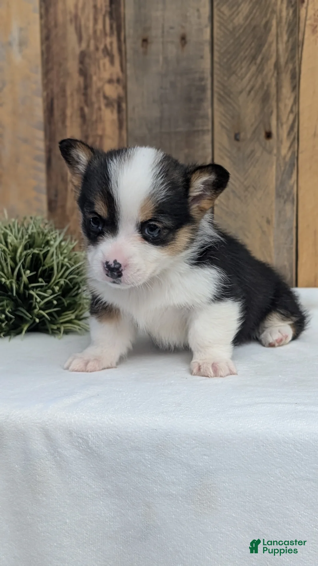 Welsh Corgi Pembroke dogs for sale: Felicity  - Ad 6