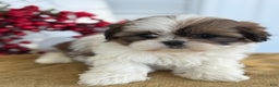 Shih Tzu dogs for sale: Poppy - Ad 3