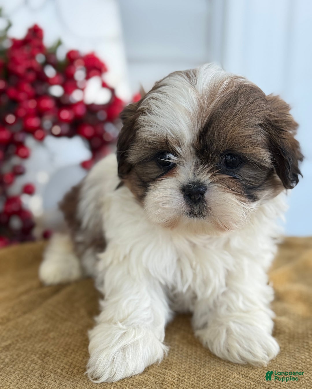 Shih Tzu dogs for sale: Poppy - Ad 3