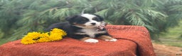 Miniature Australian Shepherd dogs for sale: Taz - Ad 19