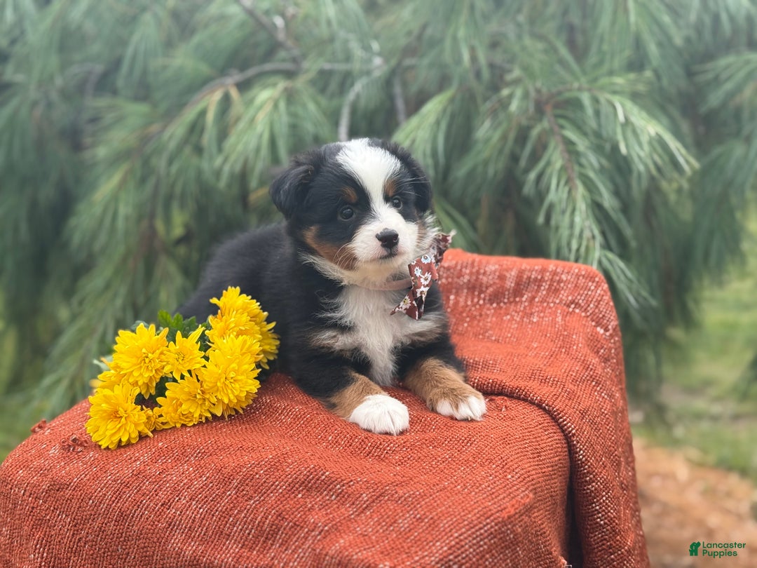 Miniature Australian Shepherd dogs for sale: Taz - Ad 19