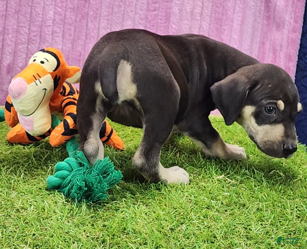 Catahoula Leopard Dog dogs for sale: Tess 2025 Female 3 - Ad 5