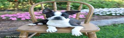Boston Terrier dogs for sale: Candy - Ad 4