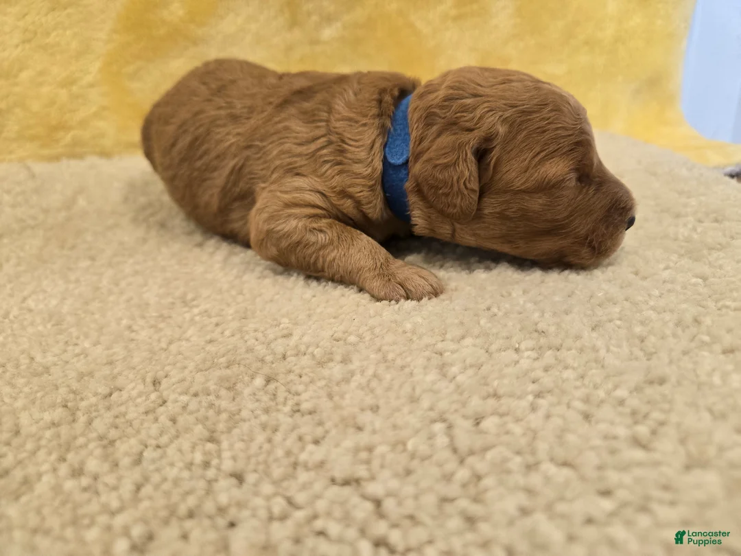 Mini Goldendoodle dogs for sale: Bo - Ad 2