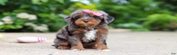 Cavapoo dogs for sale: Kylie - Ad 4