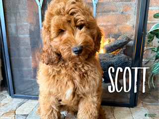 Goldendoodle dogs - Ad 24