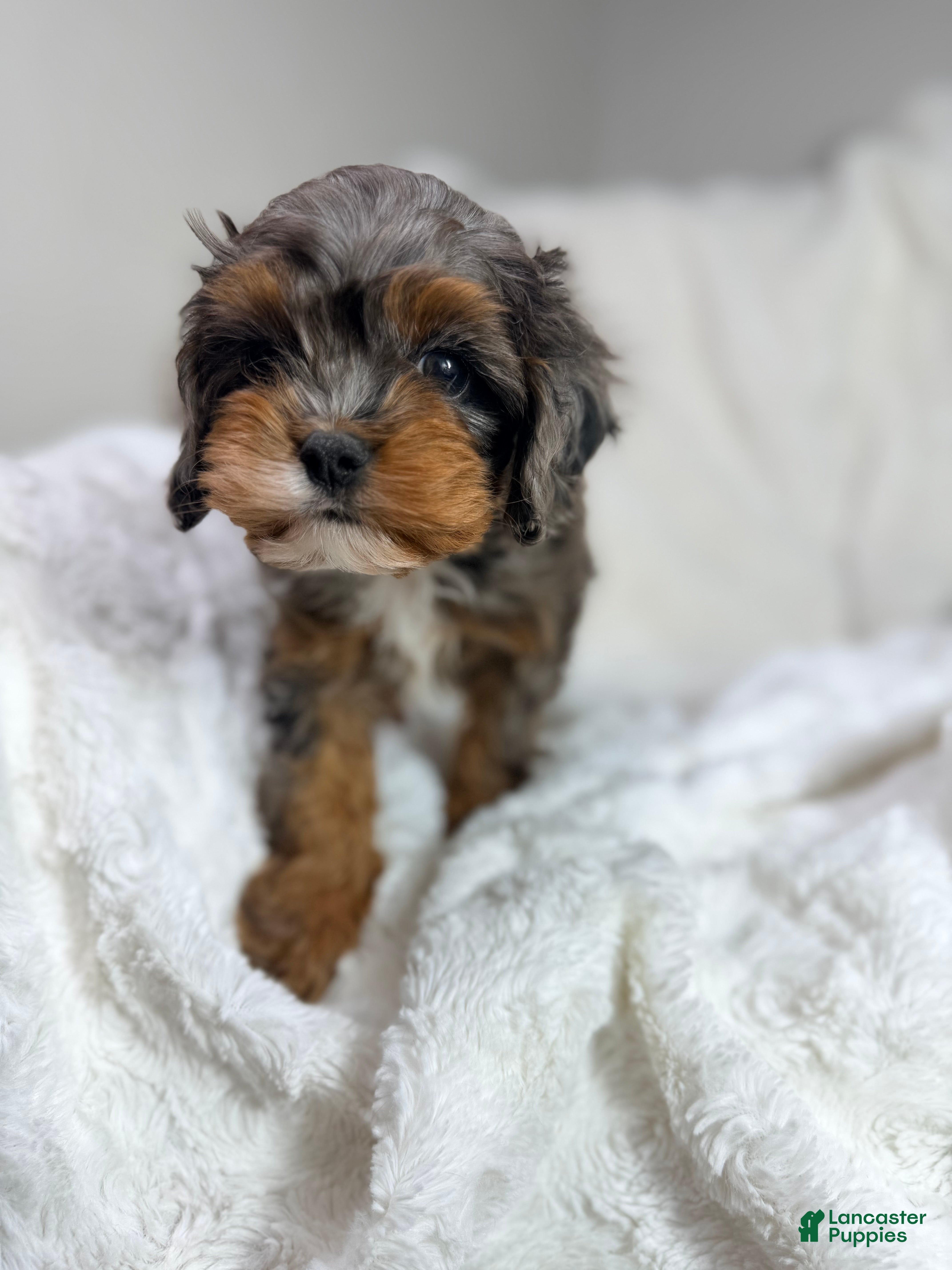 Cavapoo dogs Peanut 🥜  - Ad 2