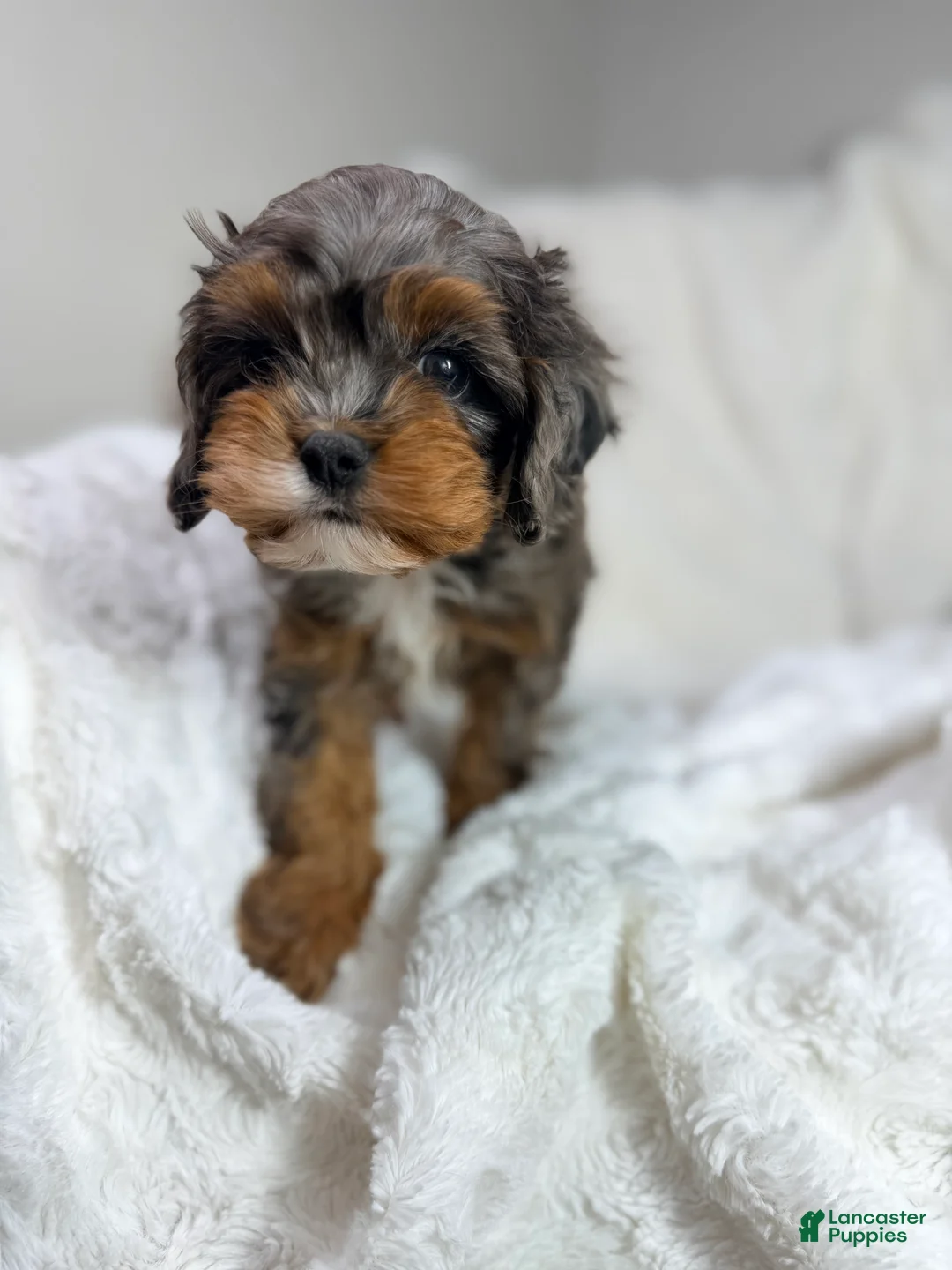 Cavapoo dogs for sale: Peanut 🥜  - Ad 2