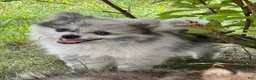 Pomeranian dogs for sale: Bluey - Ad 19