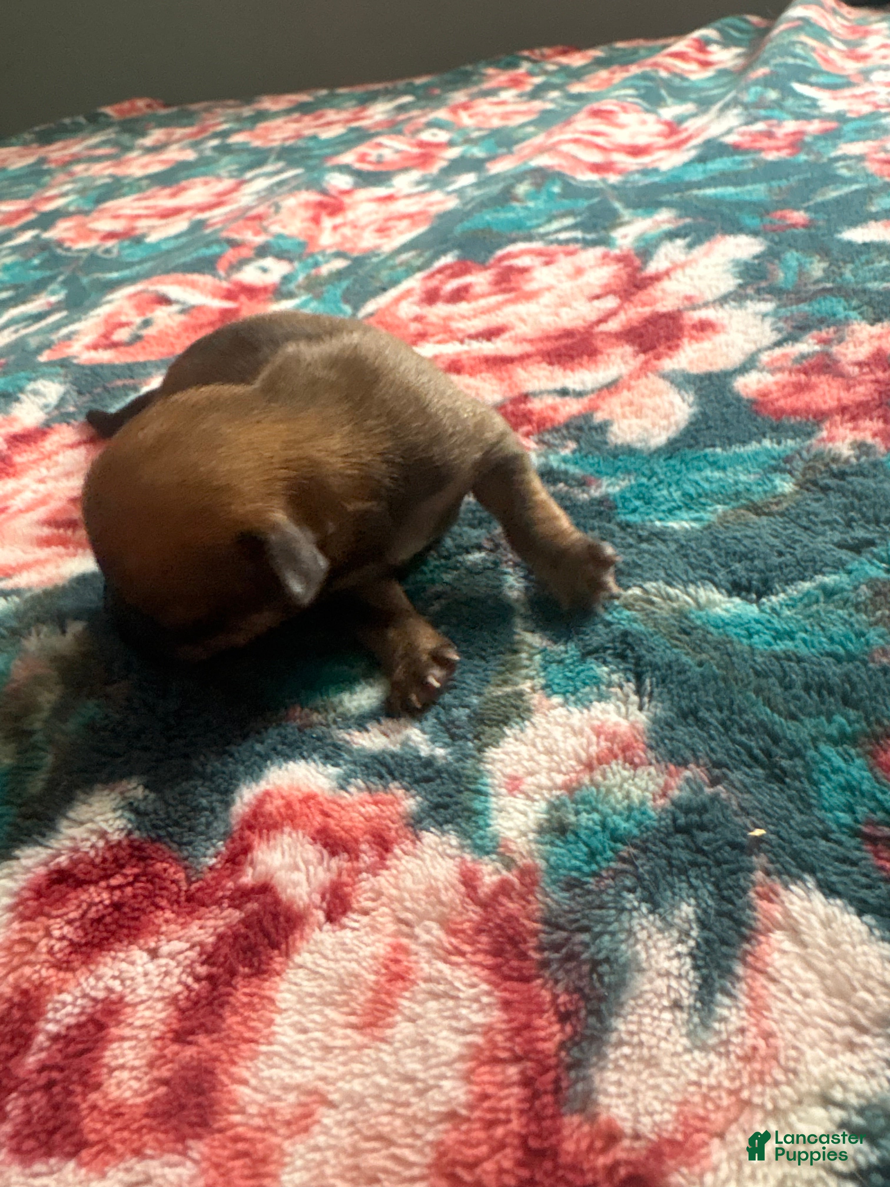 Chihuahua dogs Blue  - Ad 1