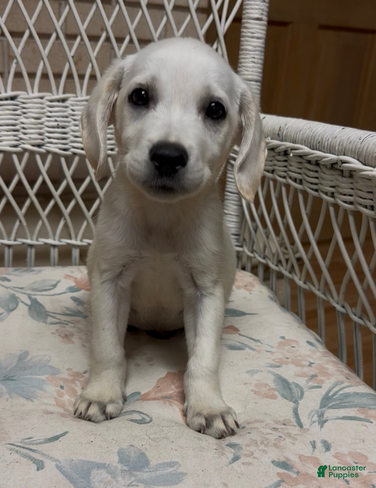 Labrador Retriever dogs for sale: Labrador Retriever Jackie - Ad 23