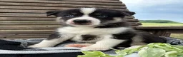Pomsky dogs for sale: Diesel - Ad 2