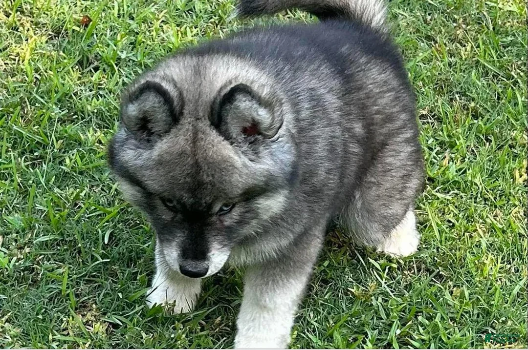 Gallery Image {{count}}