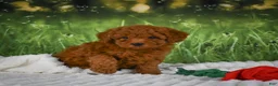 Mini Goldendoodle dogs for sale: Raven - Ad 7