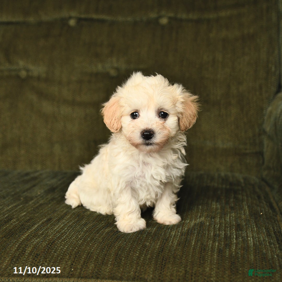 Maltipoo dogs for sale: Landon - Ad 1