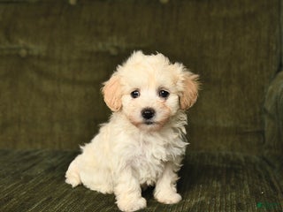 Maltipoo dogs Landon - Ad 37