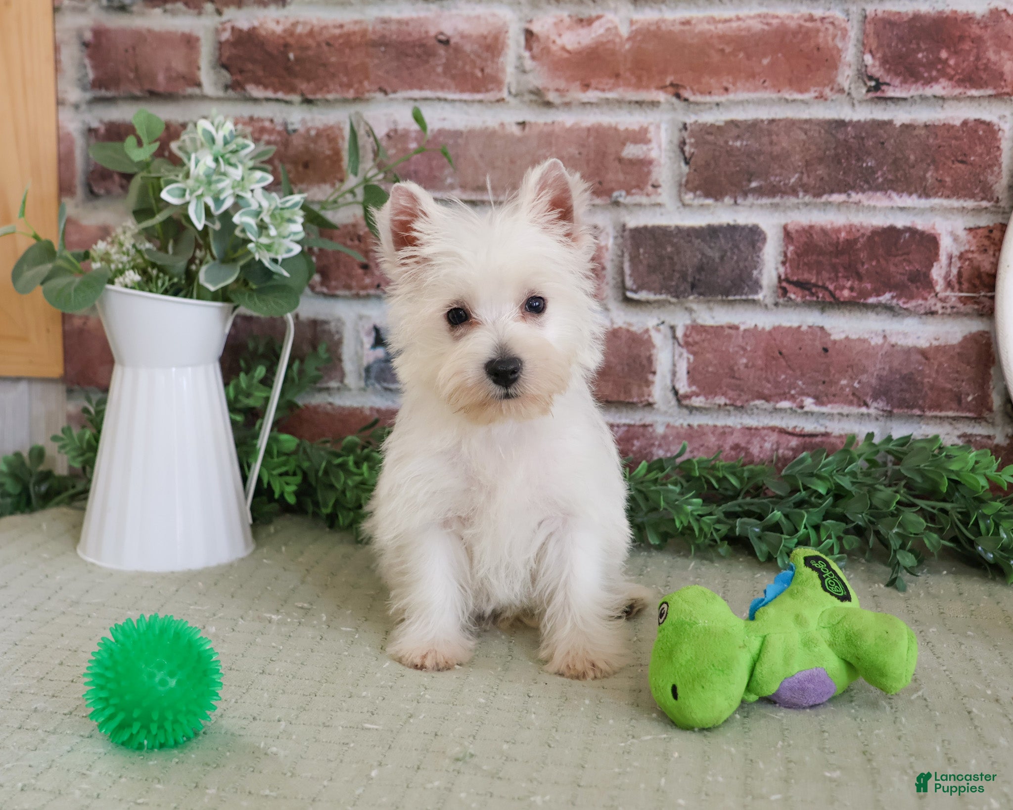 West Highland Terrier dogs Stefan - Ad 9