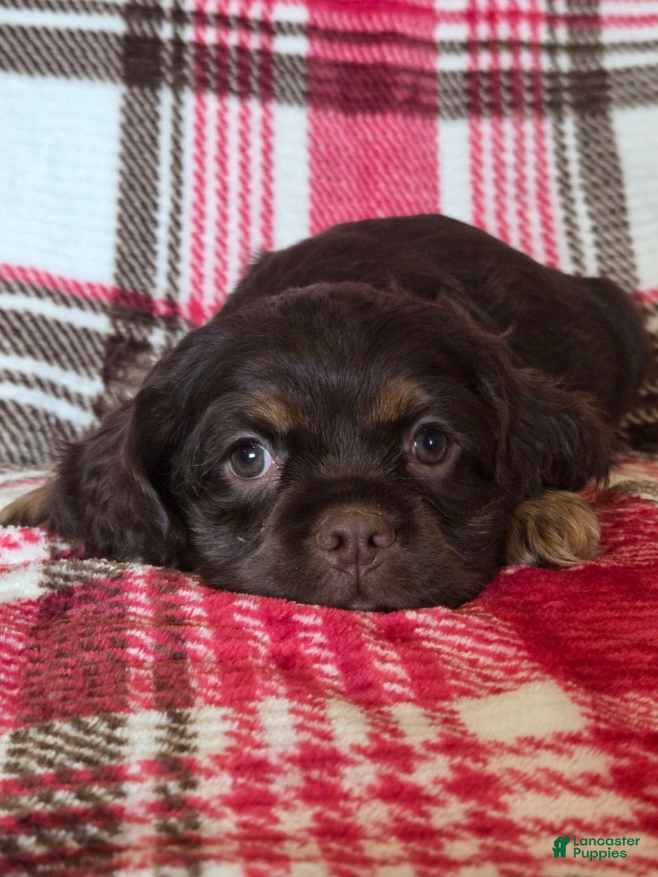 Mixed Breed dogs Coco - Ad 1