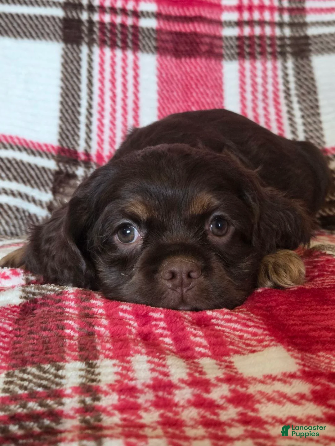 Mixed Breed dogs for sale: Coco - Ad 1