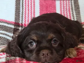 Mixed Breed dogs for sale: Coco - Ad 4