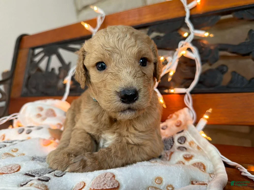 Labradoodle dogs Zena (Girl) - Ad 1
