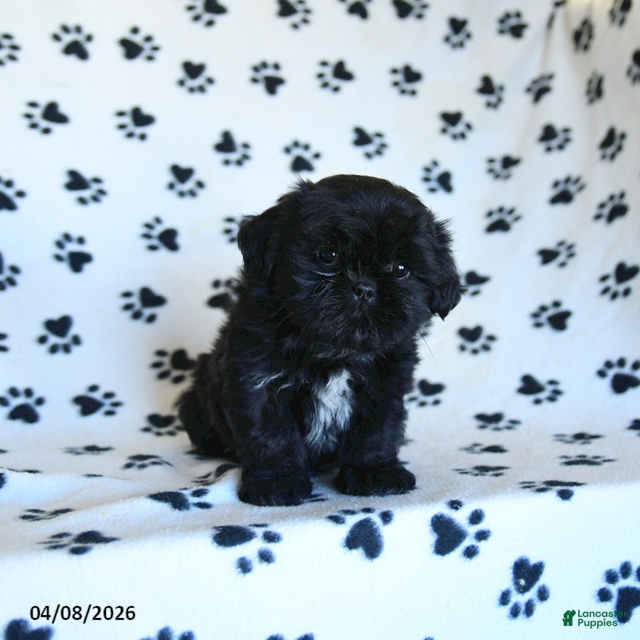 Shih Tzu dogs Freddy - Ad 2