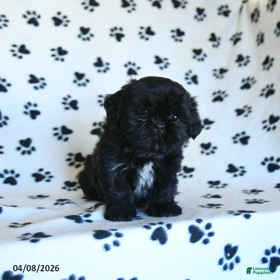 Shih Tzu dogs for sale: Freddy - Ad 2