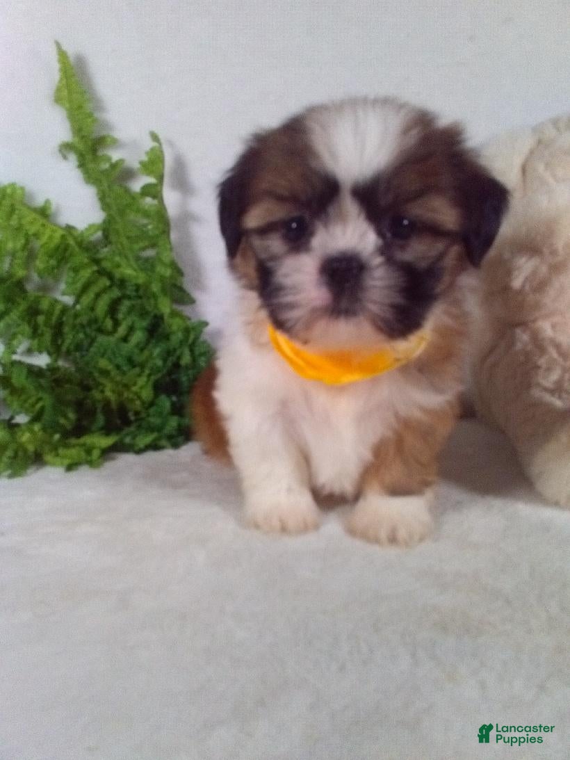 Shih Tzu dogs Benji - Ad 2