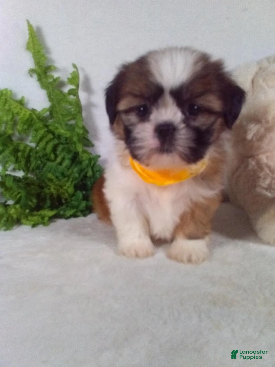 Shih Tzu dogs for sale: Benji - Ad 2