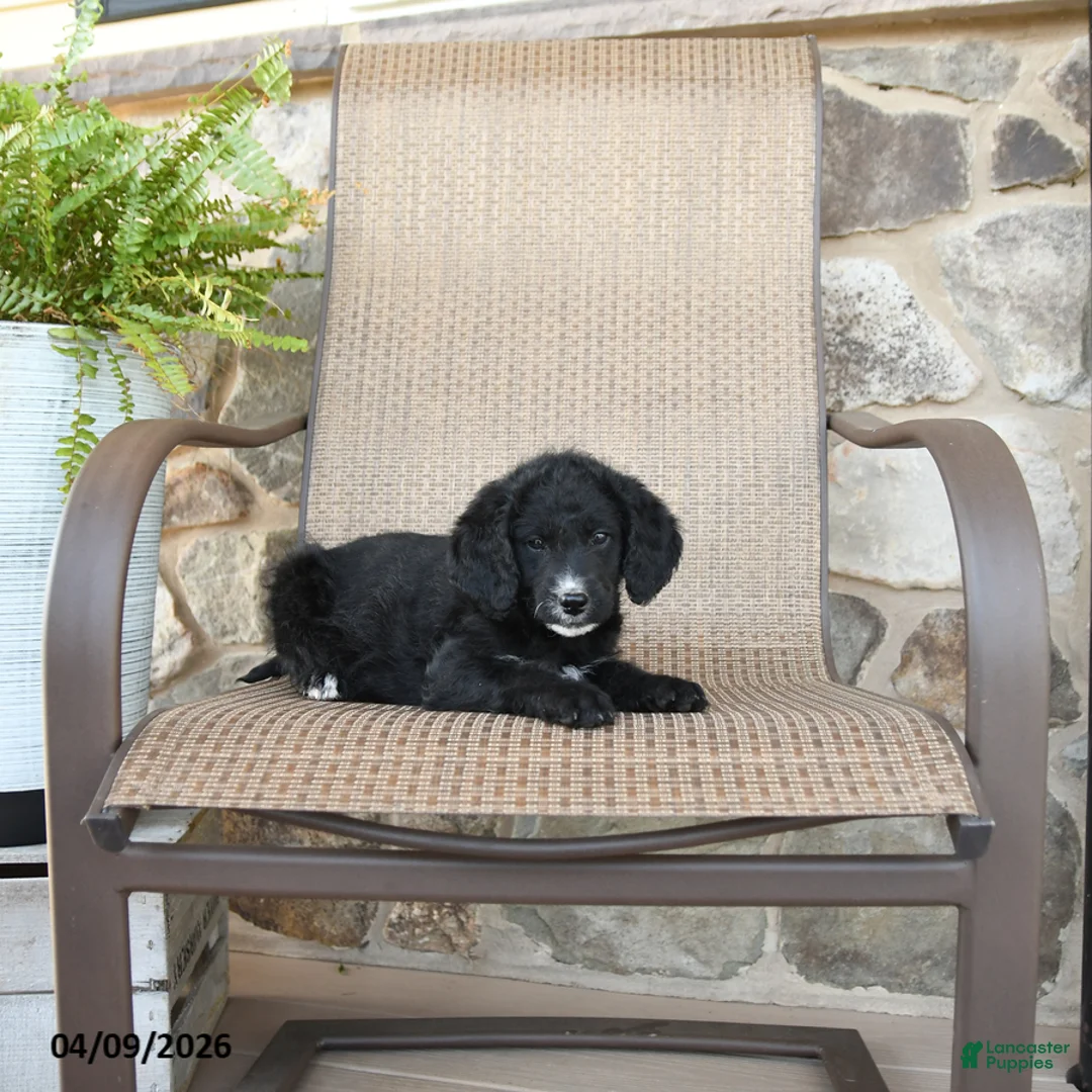 Mixed Breed dogs for sale: Penelope - Ad 2