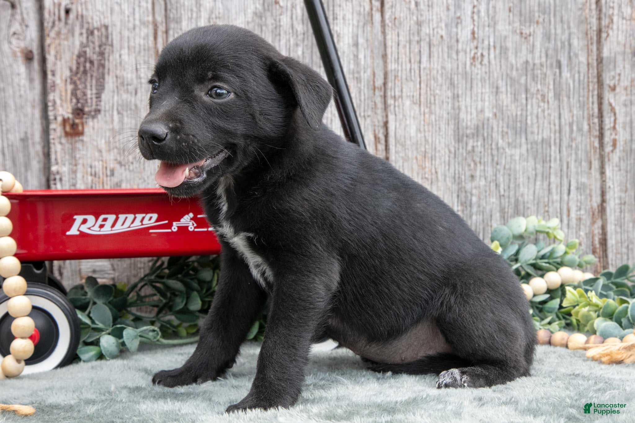 Mixed Breed dogs Stacy - Ad 2