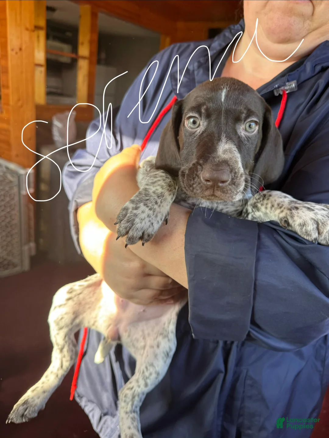 German Shorthaired Pointer dogs for sale: German Shorthaired Pointer Puppy 3 - Ad 1