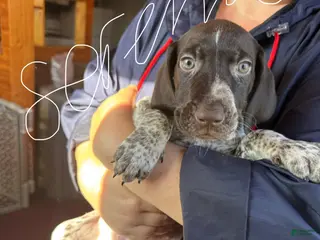 German Shorthaired Pointer dogs for sale: German Shorthaired Pointer Puppy 3 - Ad 4