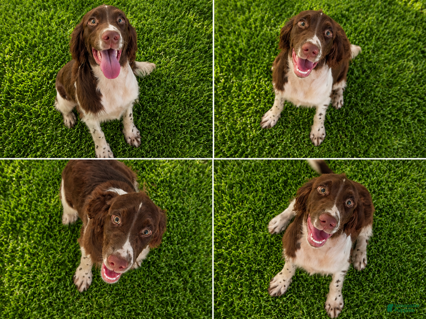 English Springer Spaniel dogs Blanket  - Ad 2