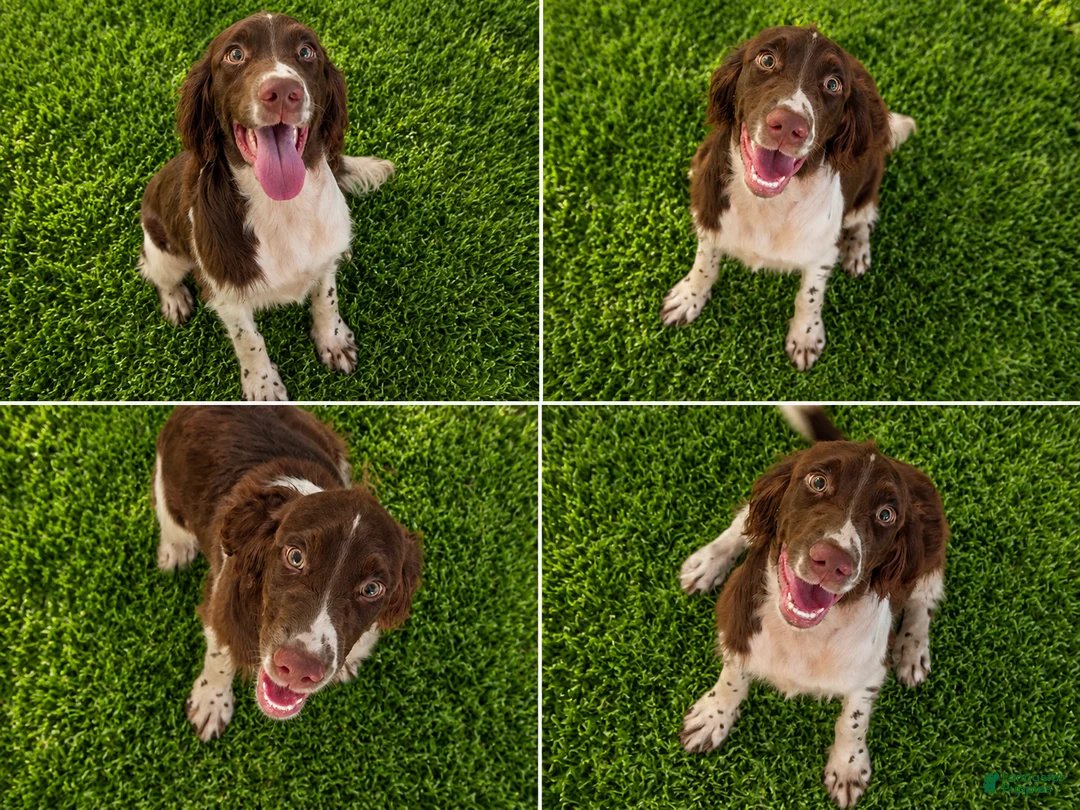 English Springer Spaniel dogs for sale: Blanket  - Ad 2