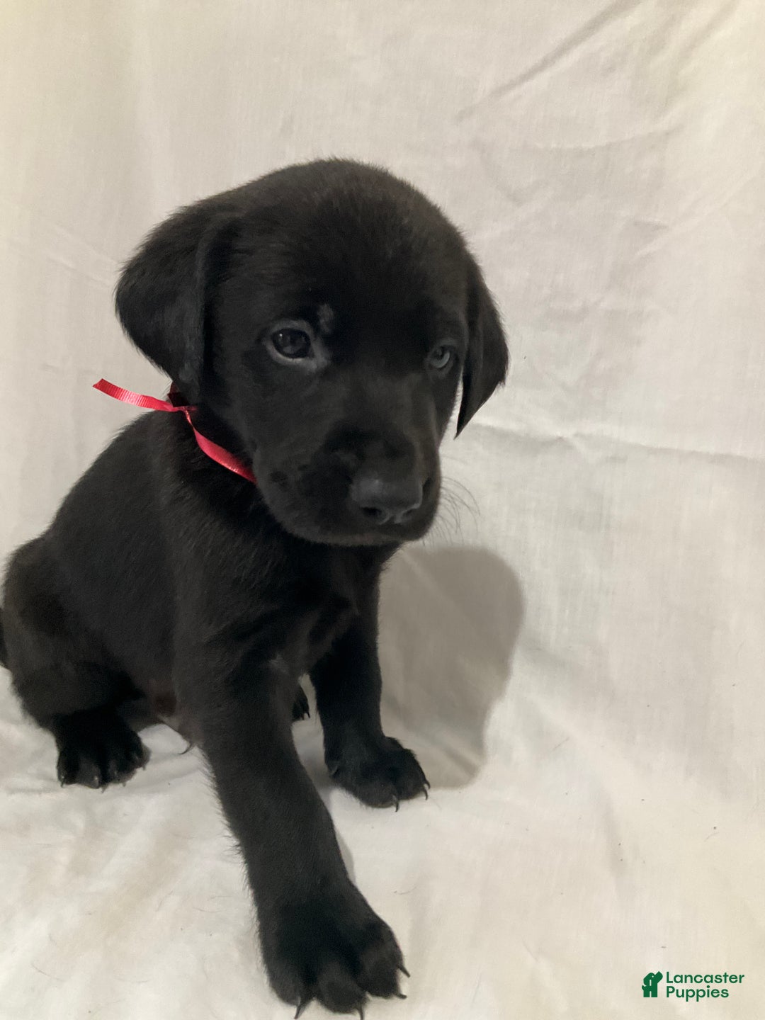 Labrador Retriever dogs for sale: Asher - Ad 1