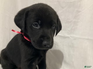 Labrador Retriever dogs Asher - Ad 26