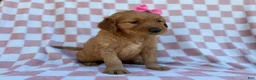 Golden Retriever dogs for sale: Mittens  - Ad 3