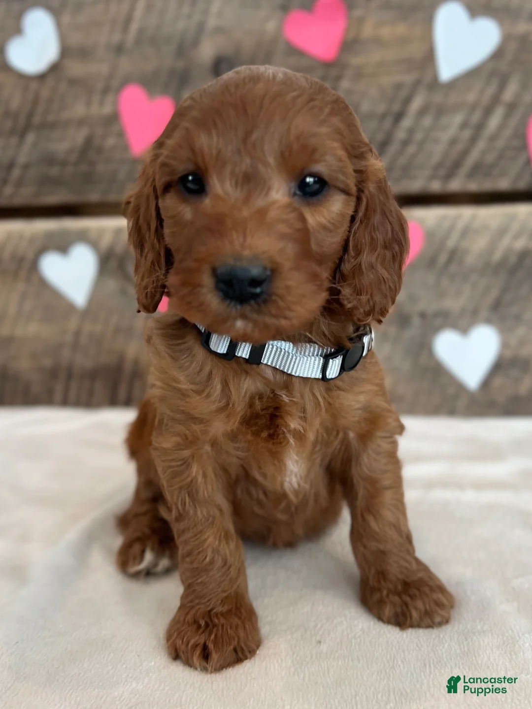 Irish Doodle dogs for sale: Poppy - Ad 9