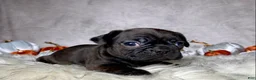 Mixed Breed dogs for sale: Miss Mabel  - Ad 1