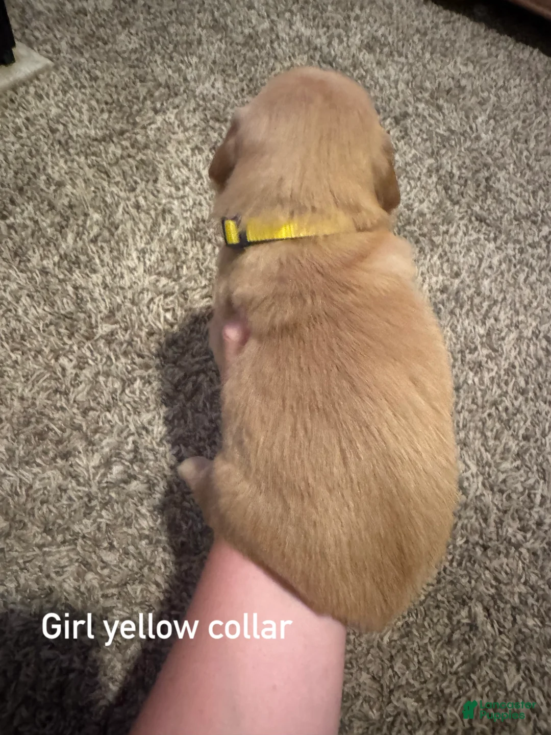Golden Retriever dogs for sale: Yellow collar Golden Retriever 4 - Ad 2