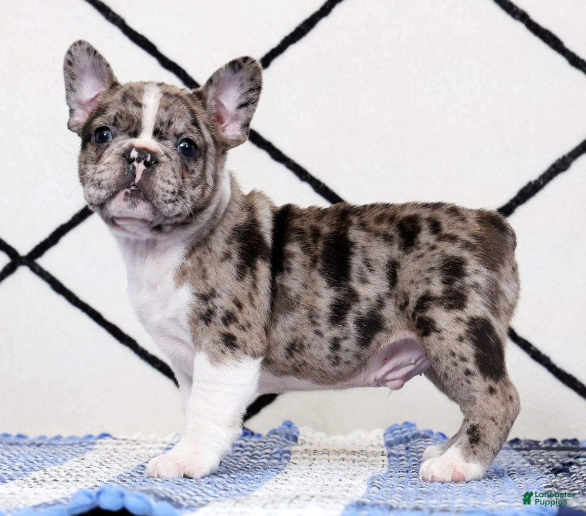 Frenchton dogs Buster - Ad 1