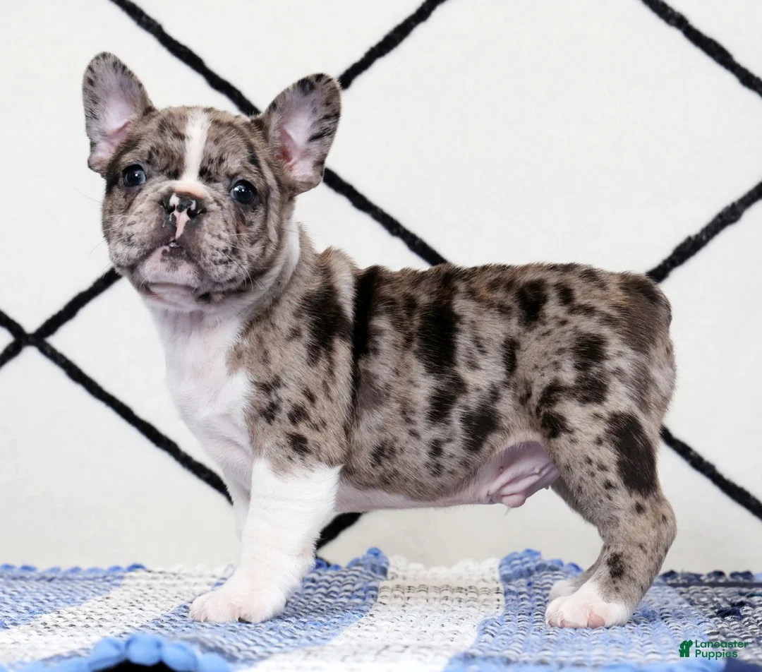 Frenchton dogs for sale: Buster - Ad 1