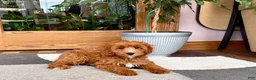 Cavapoo dogs for sale: Cavapoo 1 - Ad 10