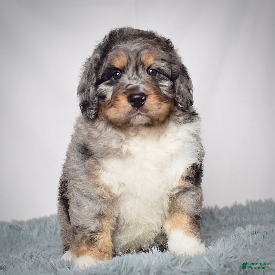Bernedoodle dogs for sale: Mr. Sarge - Ad 2