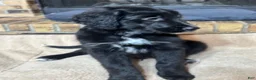 Mixed Breed dogs for sale: Golden Bernedoodles - Ad 3