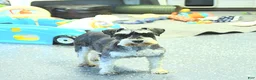 Schnauzer dogs for sale: Taylor - Ad 6
