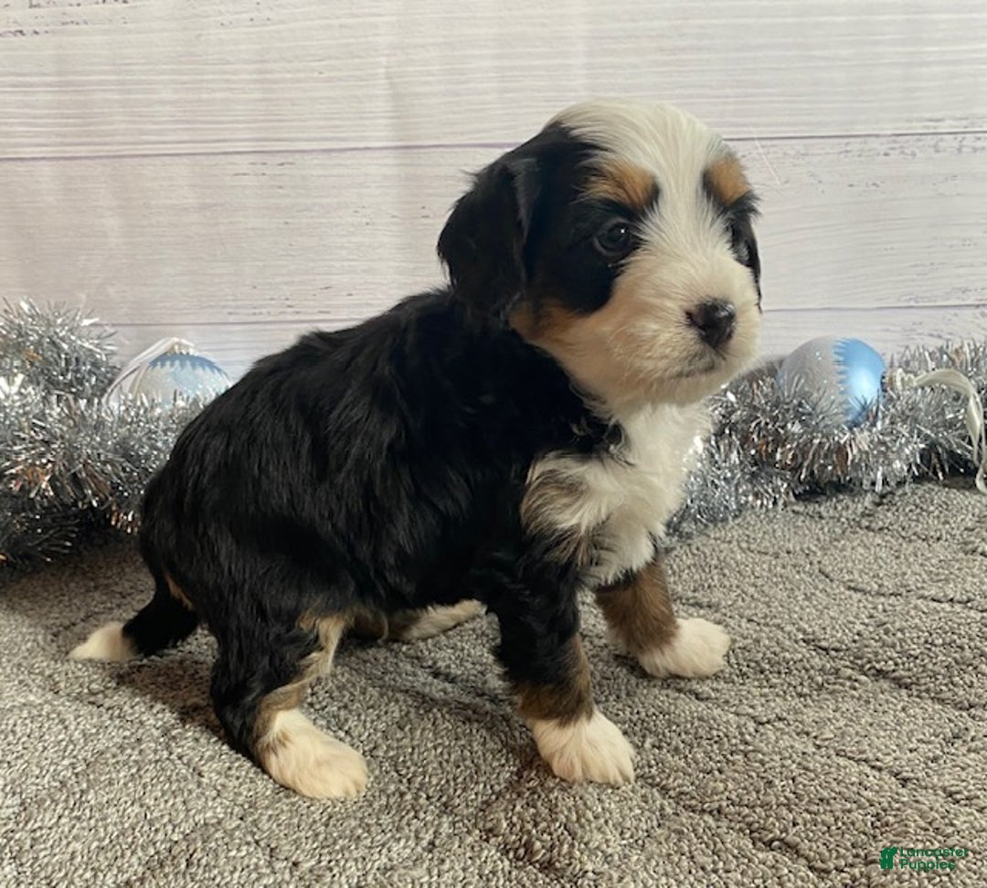 Mini Bernedoodle dogs for sale: Simba - Ad 4