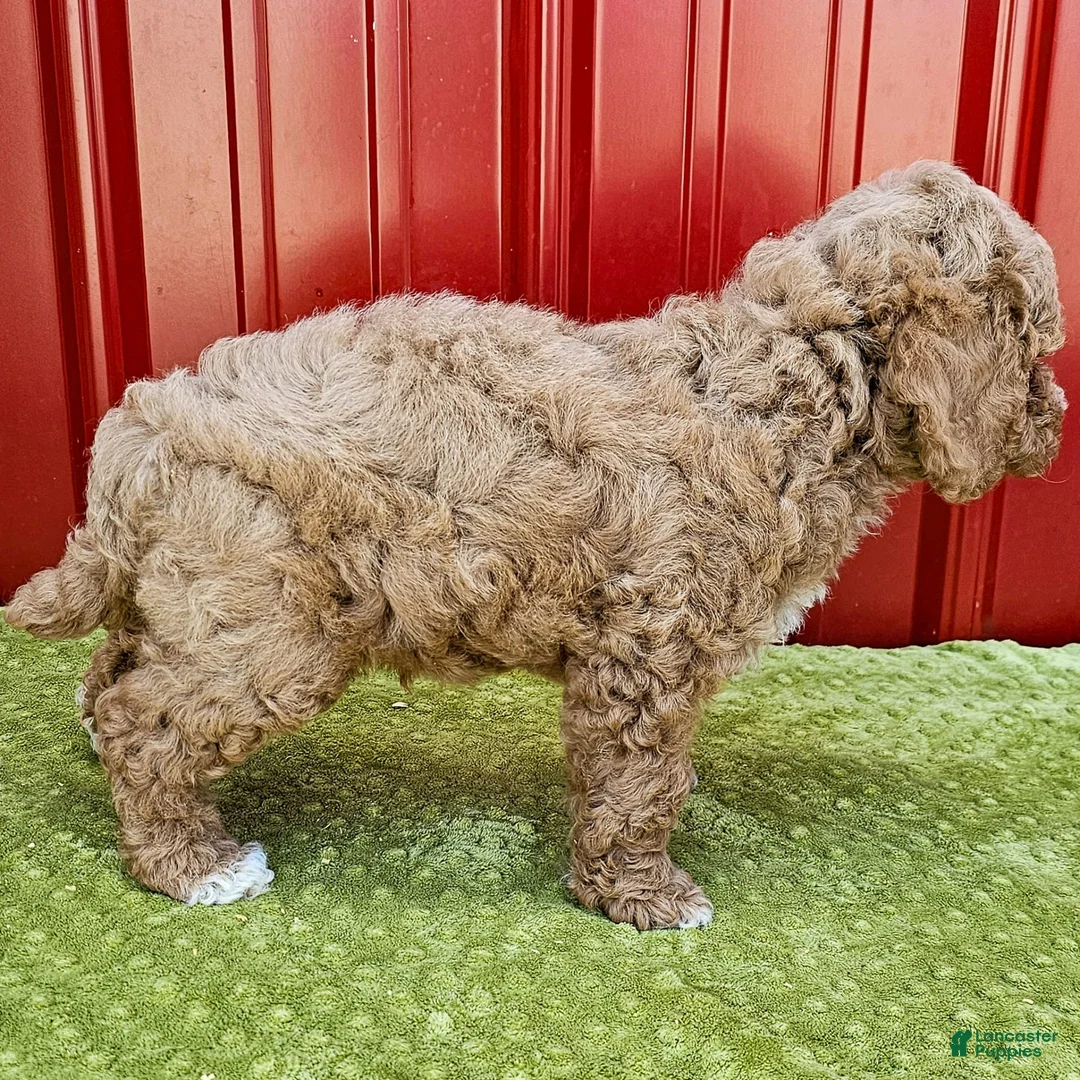 Miniature Poodle dogs for sale: Bobby - Ad 6