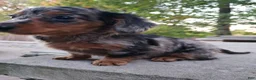 Miniature Dachshund dogs for sale: Dax - Ad 9